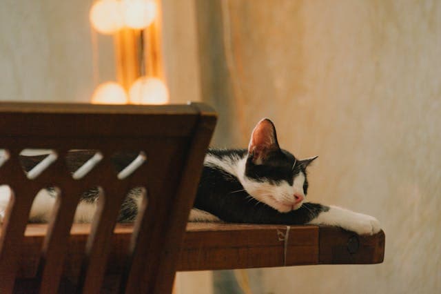 White and Black Cat Lying on Brown Table