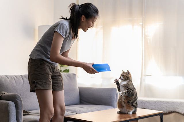 Woman giving foods to cat