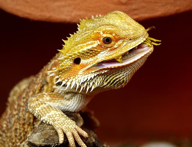 Yellow bearded dragon eating food