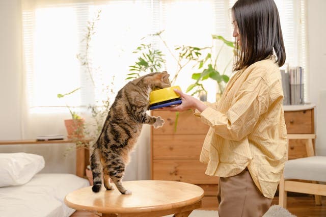 Young Asian woman cat owner giving food to her cute domestic cat at home. Adorable shorthair cat be feed by owner in living room. Human and pet relation domestic lifestyle concept.