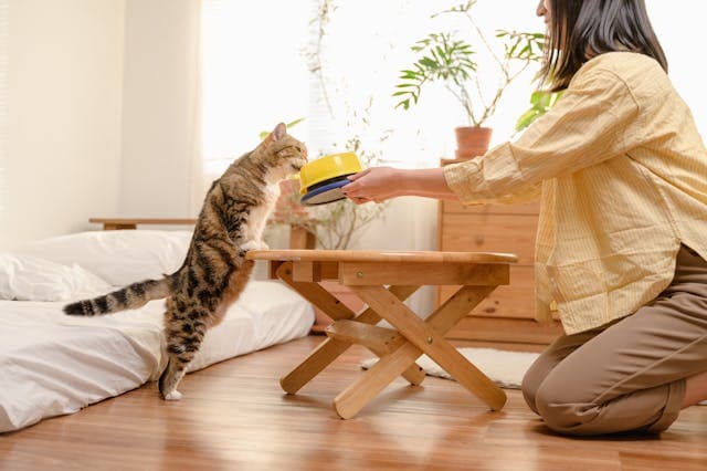 Young Asian woman cat owner giving food to her cute domestic cat at home. Adorable shorthair cat be feed by owner in living room.
