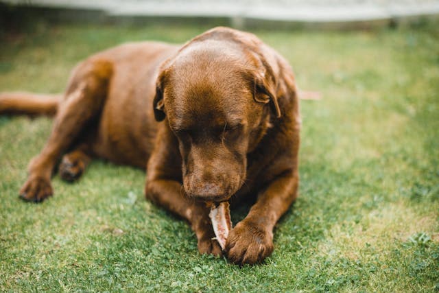 a Brown Dog Eating a Bone