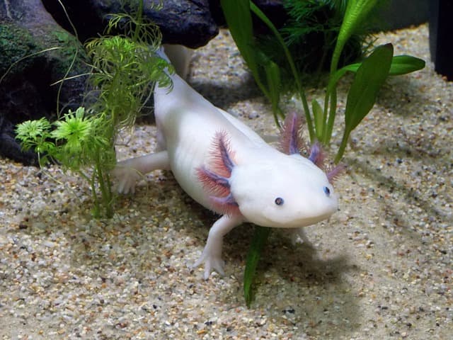 axolotl inside aquarium