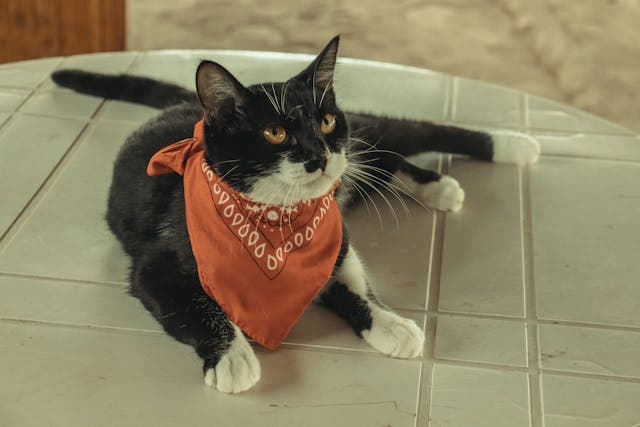 cat with neckerchief lying down on the counters