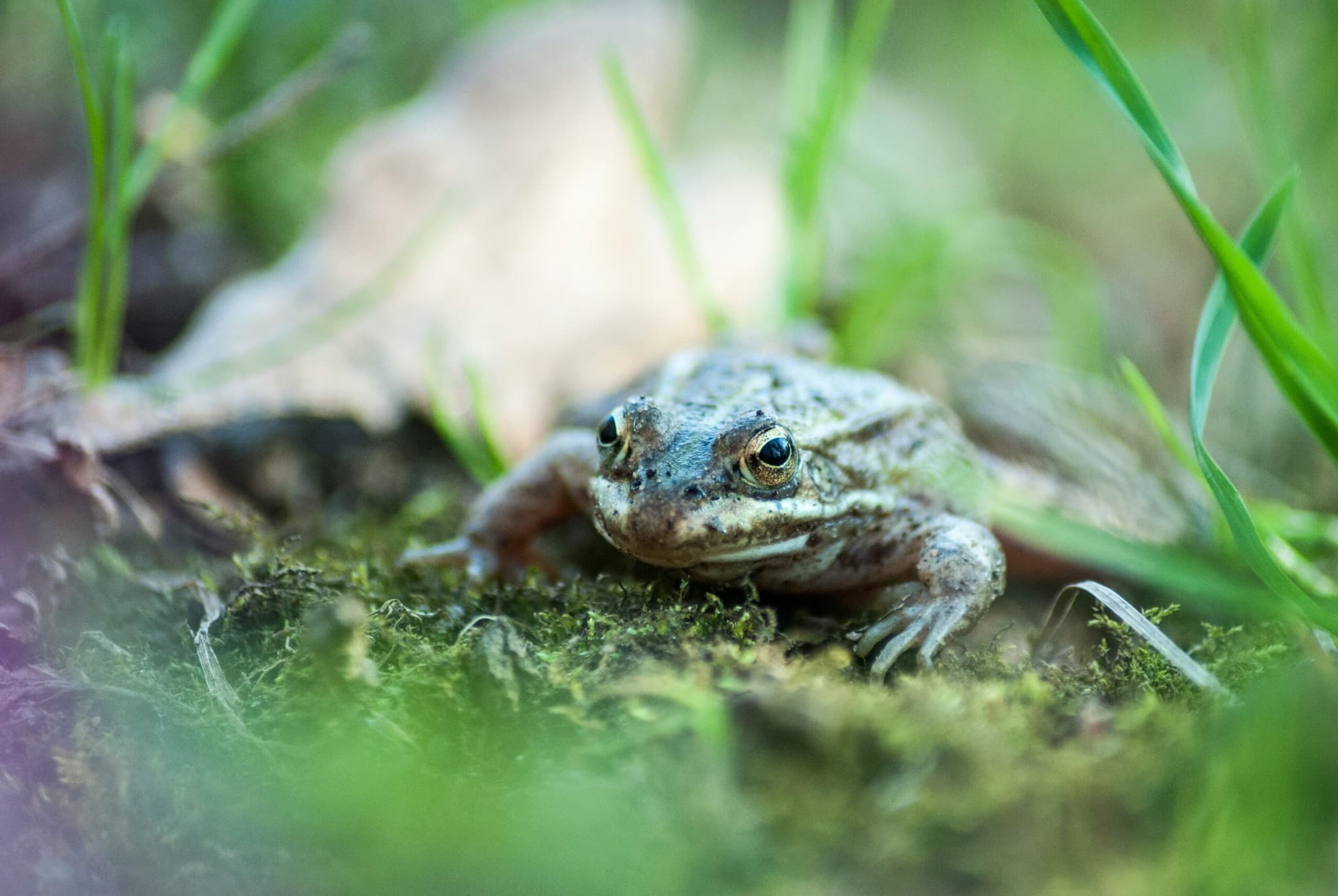 What do frogs eat?