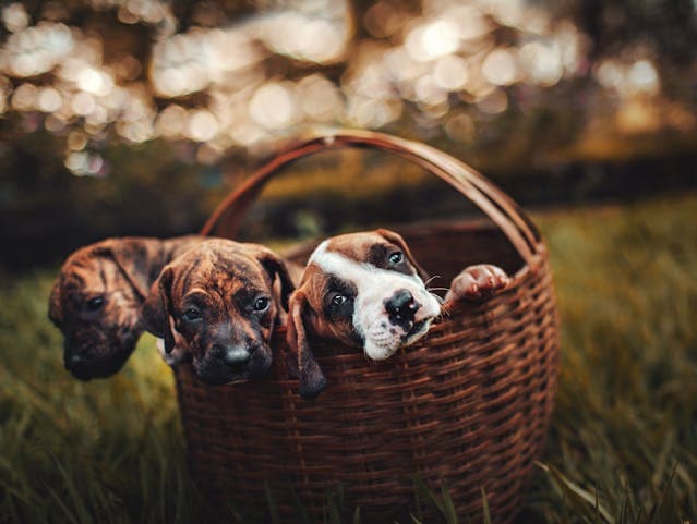 hree Brindle Puppies Inside Brown Woven Basket