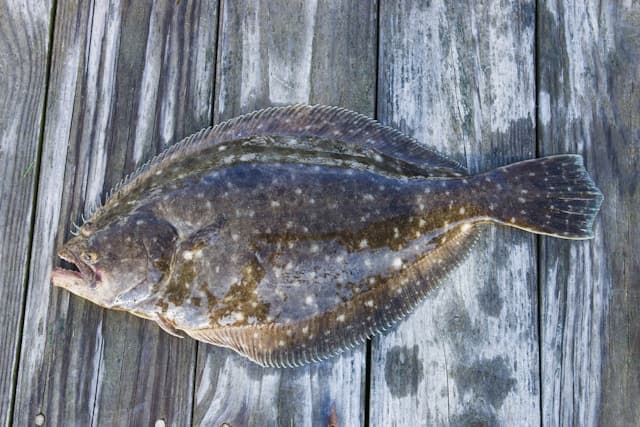 A Summer Flounder on Long Island's Great South Bay