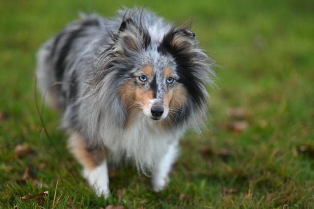 Beautiful Shetland Sheepdog in Lush Greenery