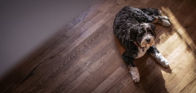 Bernedoodle laying on the floor
