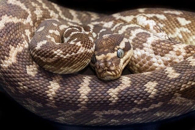 Big corn snake