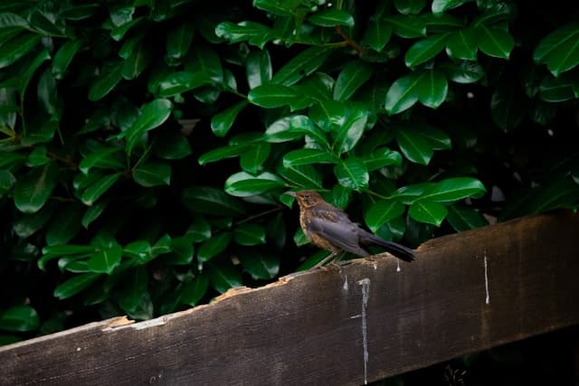 Bird poop on wall