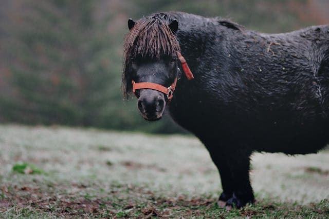 Black Pony on Grass