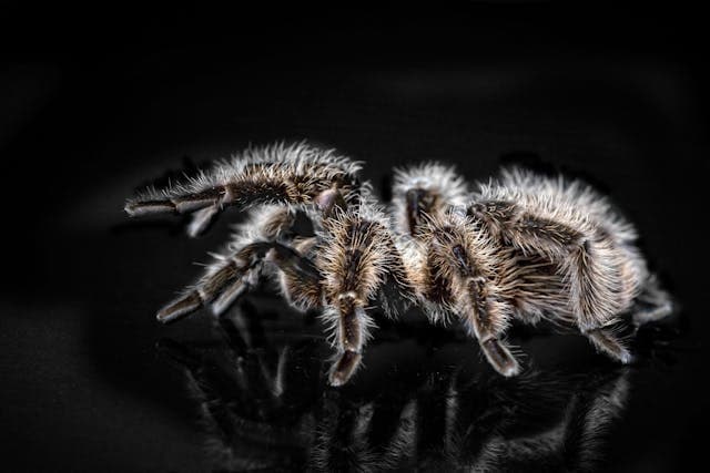Black and Brown Tarantula