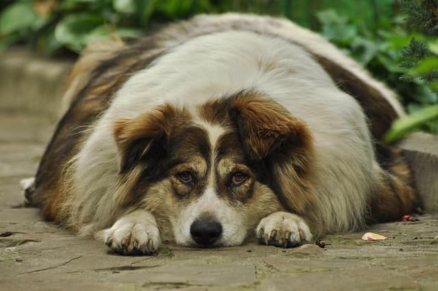 Bloated Dog On The Floor