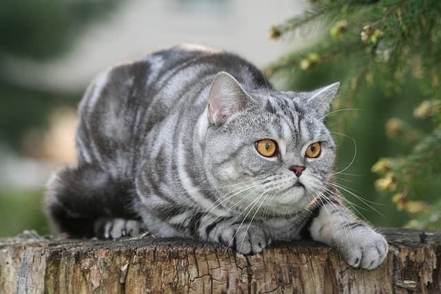 British Short Hair Cat on tree top