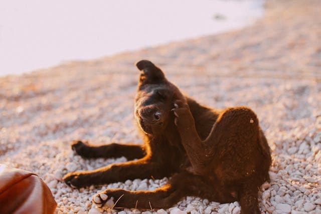 Brown Dog Scratching its Head
