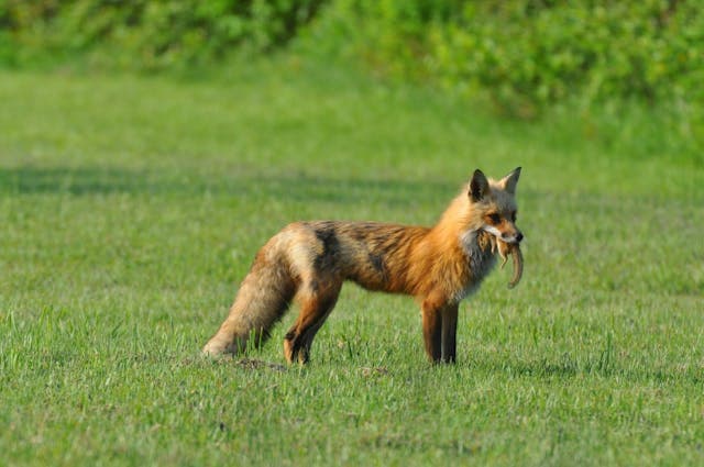 Brown Fox with a Chipmunk on It's Mouth