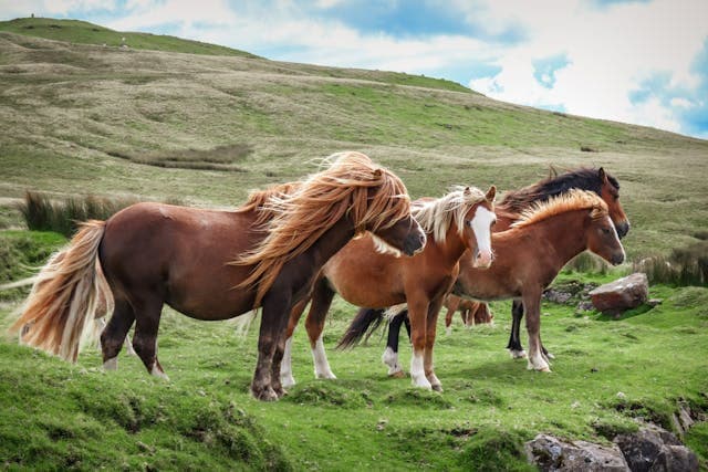 Brown Horses on a Field