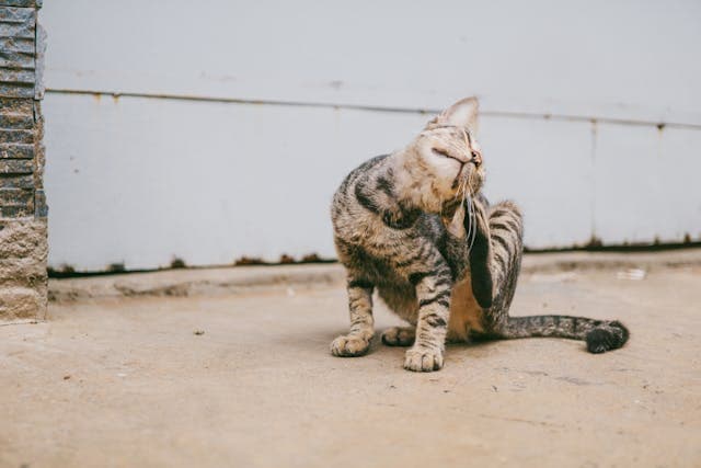 Brown Tabby Cat Scratching Ear