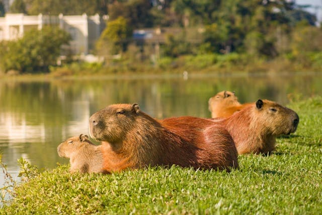 Capybaras Lying on the Grass