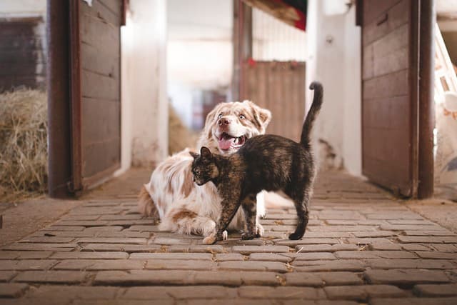 Cat along with dog playing