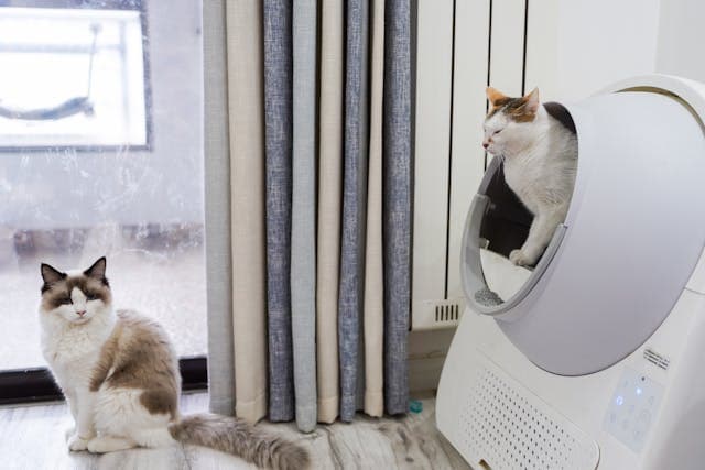 Cats Litter in Living Room