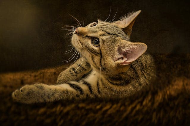 Charming Tabby Cat Relaxing on a Bed