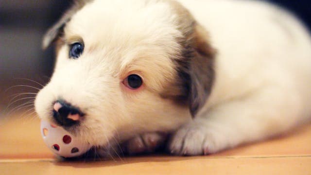 Cherry eye on puppy