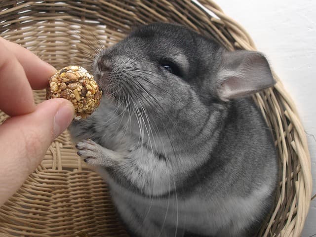 Chinchilla eating food