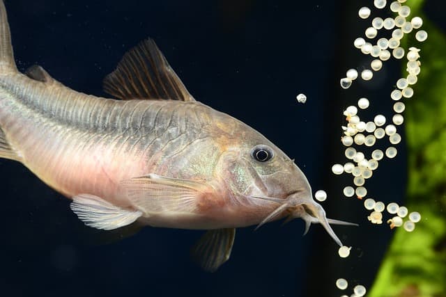 Corydoras Catfish inside tank