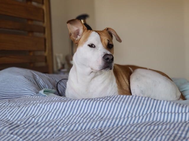 Cute Brown and White Dog on Bed Looking at Camera