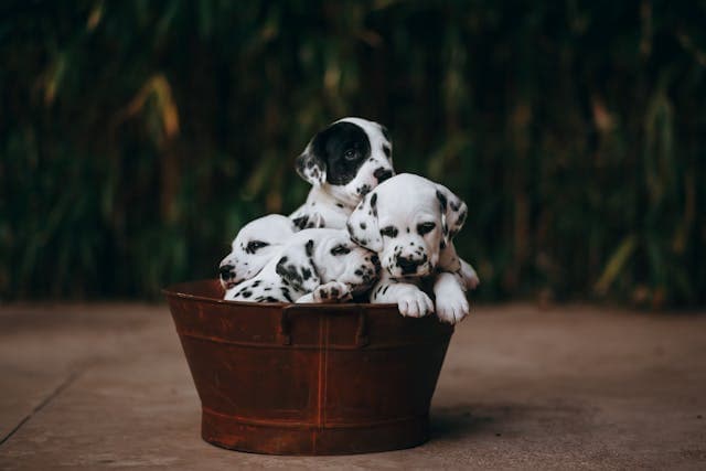 Dalmatian Puppy Dogs in a Tin Bathtub