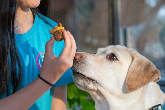 Dog Near a Person's Hand Sniffing Chocolate