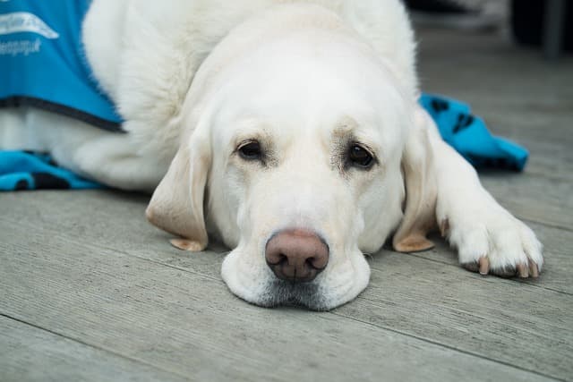 Dog Stomach Pain