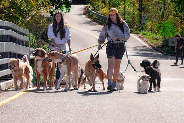 Dog Walkers Enjoy a Sunny Outdoor Stroll