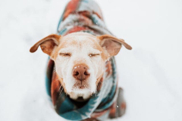 Dog during Winter