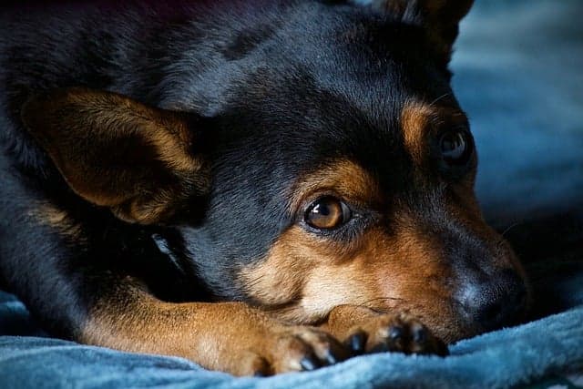 Dog feels constipated