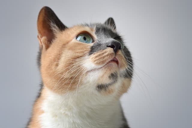 Female calico cat