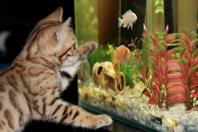 Fish Tank With cat