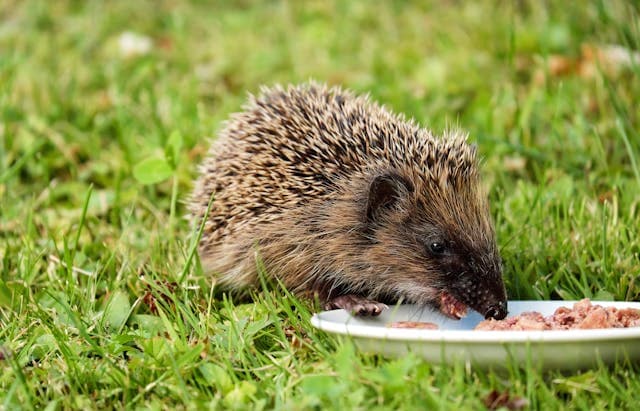 Gray and Black Hedgehog Eating on Plate
