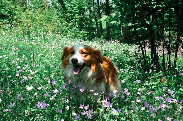 Happy Dog in a Spring Flower Meadow