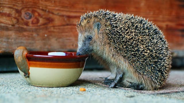 Hedgehog eating wet food