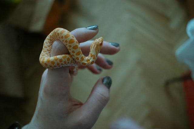 Hognose Snake on Woman Fingers