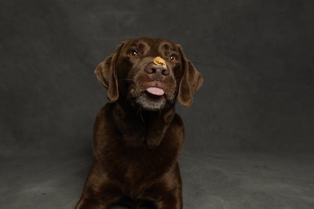 Labrador Retriever with Peanut Butter