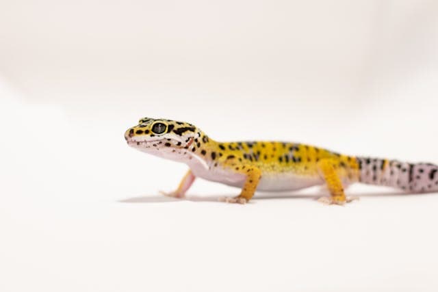 Leopard Gecko on White Textile