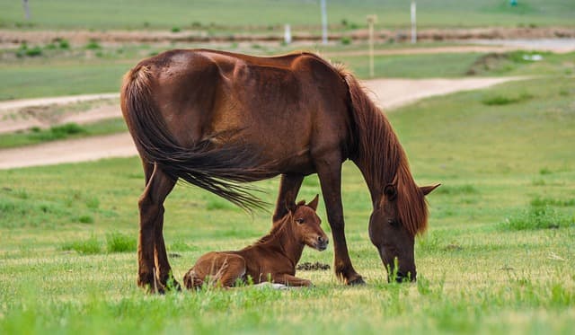 Mare horses on the grass