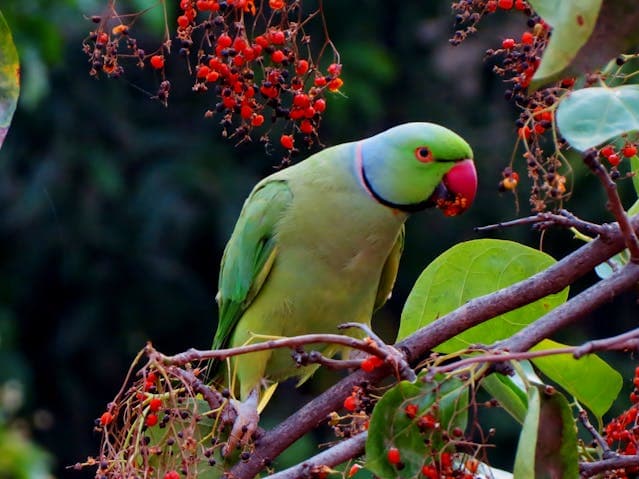Parrot on top of tghe tress eating fruits