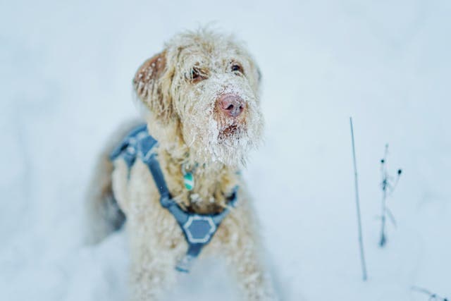 Portrait of a Dog Standing in Snow