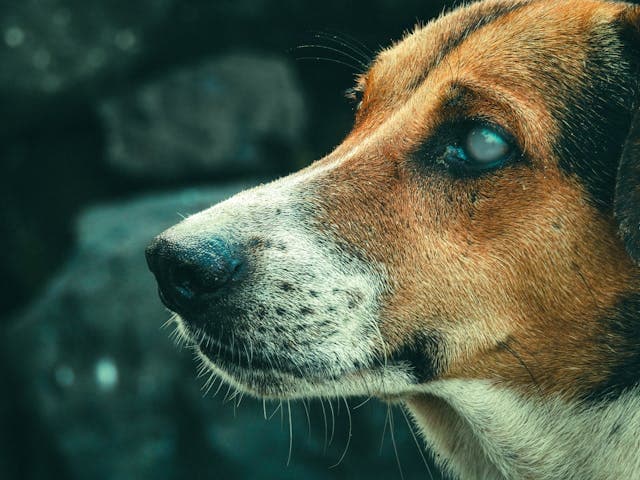 Profile of a Blind Dog at an Indian Beach