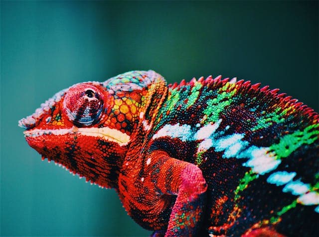 Red Chameleon